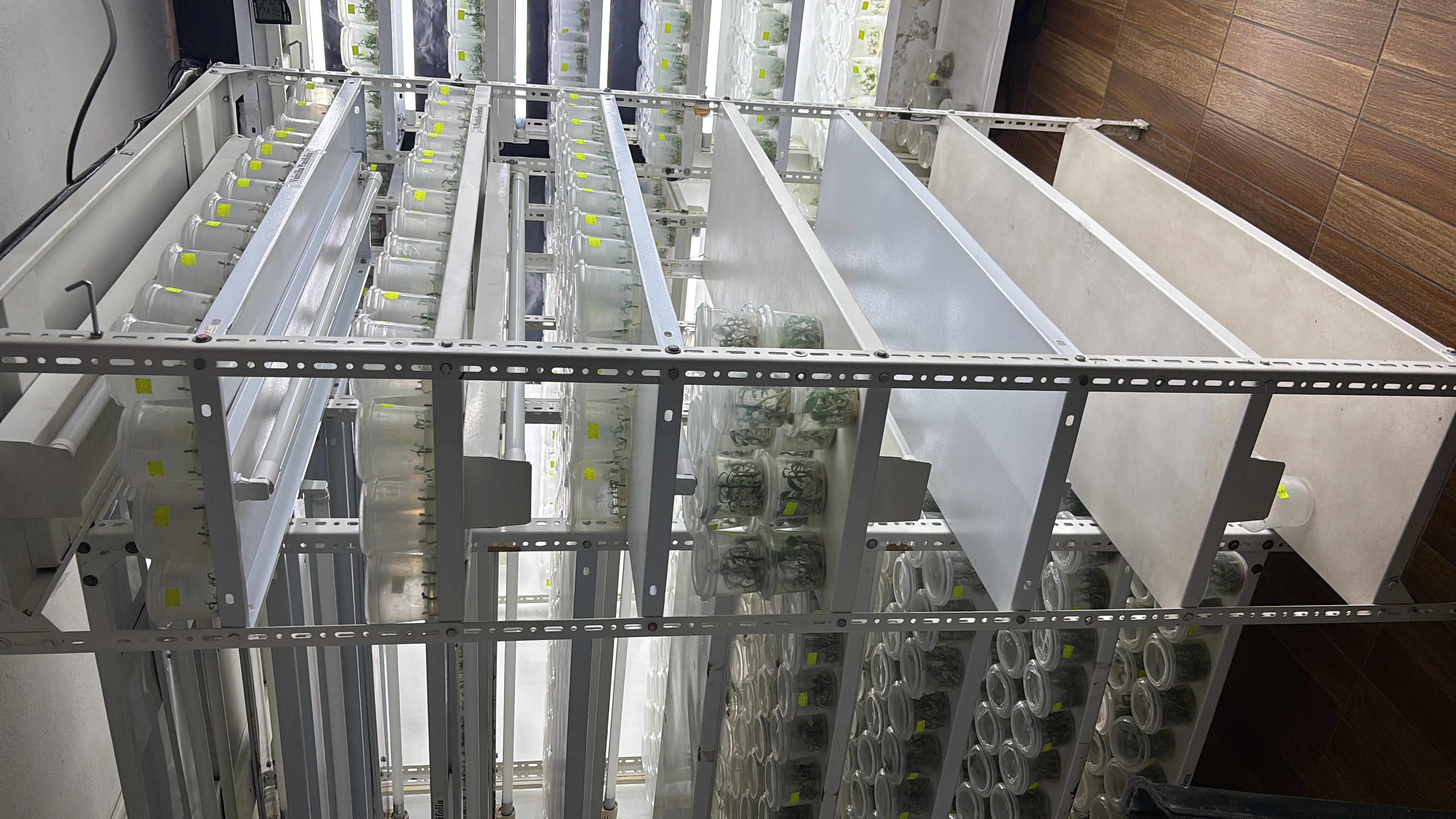 Laboratorio de biotecnología vegetal